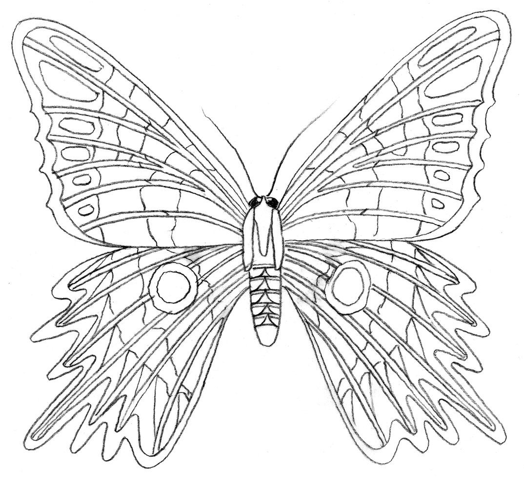 Colouring pages (easy): Butterfly - red - template